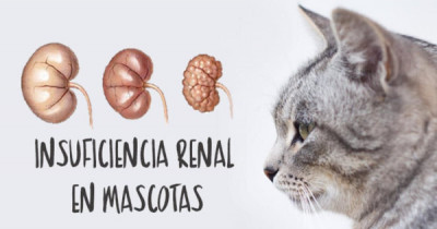 Insuficiencia Renal en Perros y Gatos: Síntomas, Diagnóstico y Tratamiento